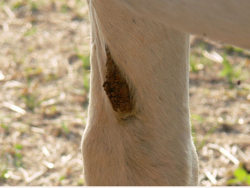 chestnut on horse leg image