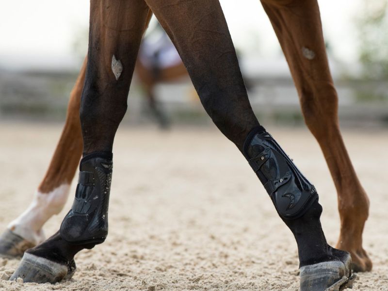 Chesnut on horse leg image