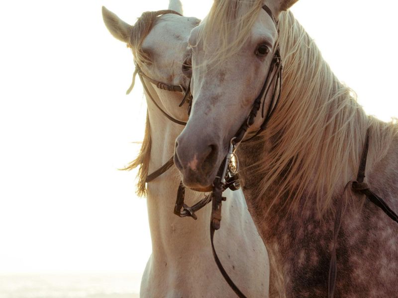 What is a broodmare
