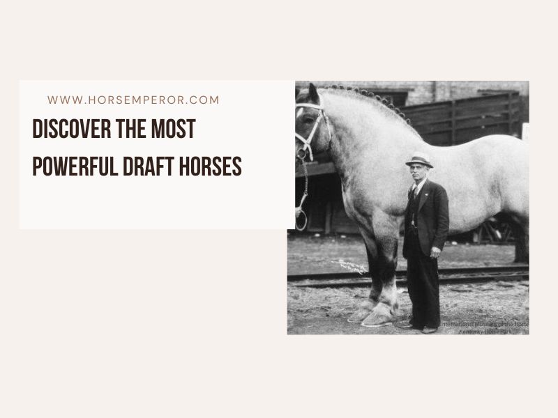 Draft Horse Breed photo