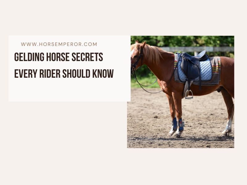 Gelding Horse Secrets Every Rider Should Know