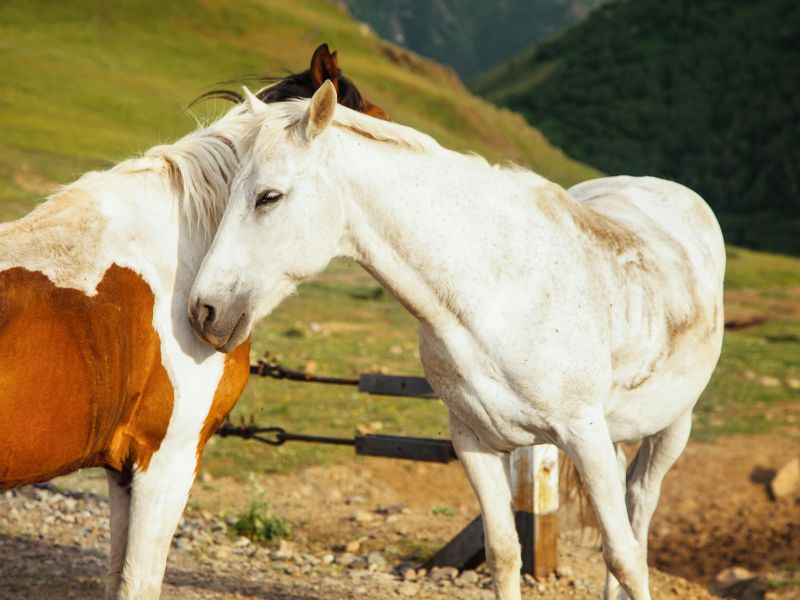 Gelding horse and stallion photo