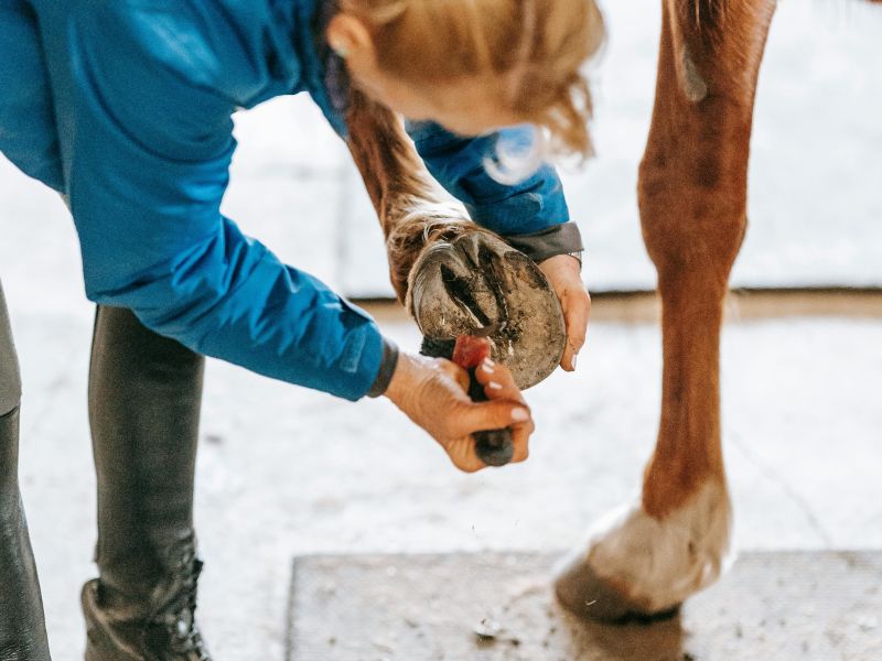 horse without hoof image