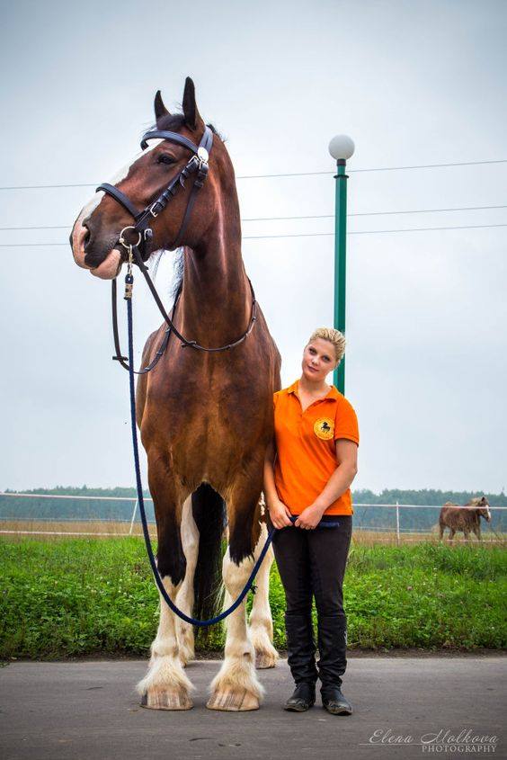 Shire Largest Draft Horse