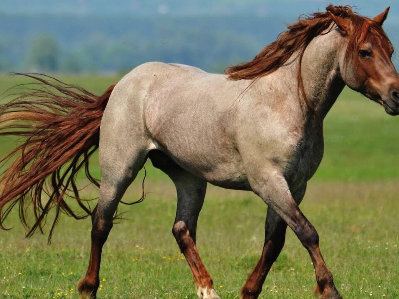 red raon horse image