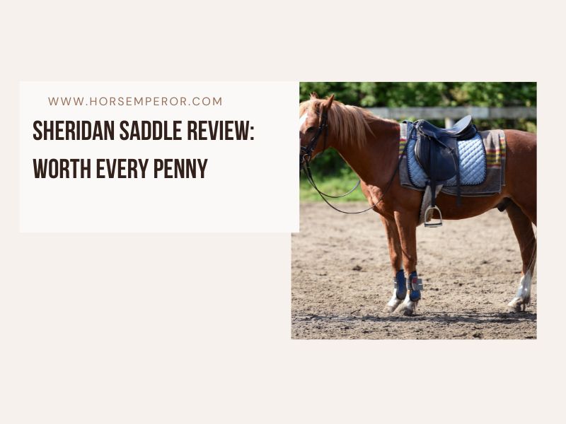 Sheridan Saddle Review Worth Every Penny