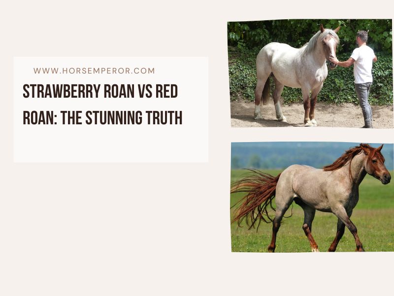 Strawberry Roan vs Red Roan image