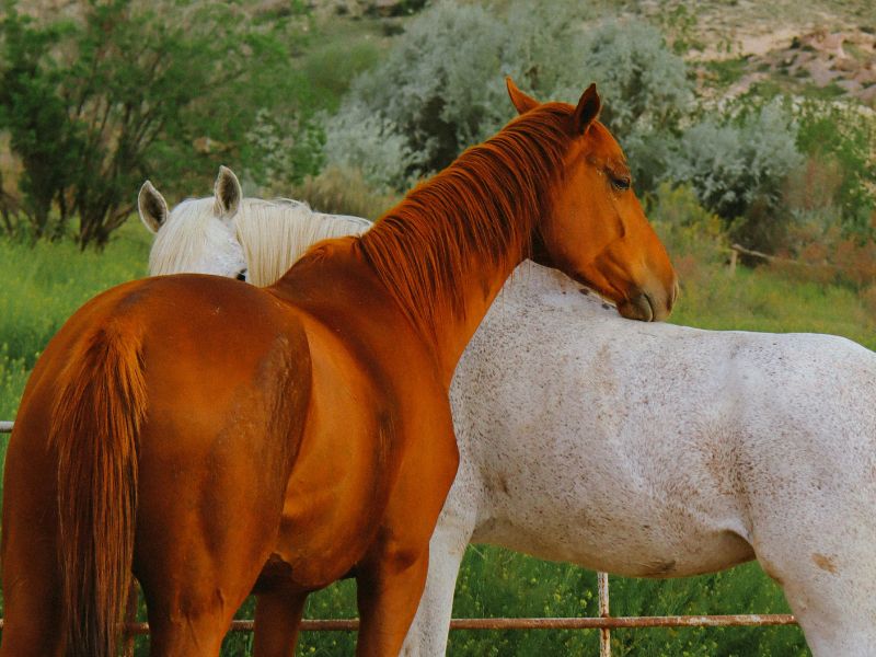 What is a gelding horse