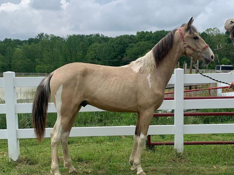 Gelding horse