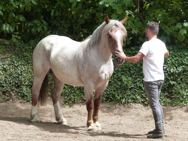 Strawberry Roan horse photo