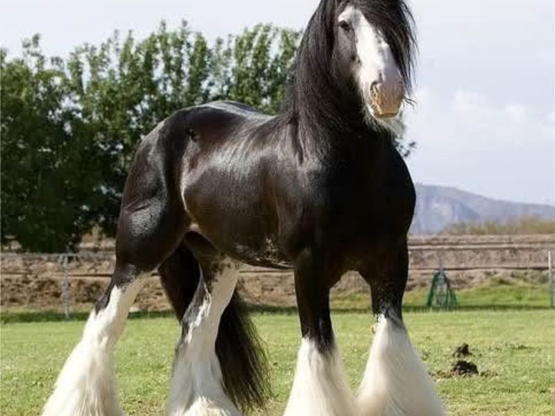 Clydesdale horse image