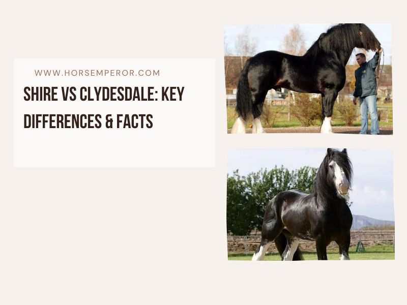 Shire vs Clydesdale horse image