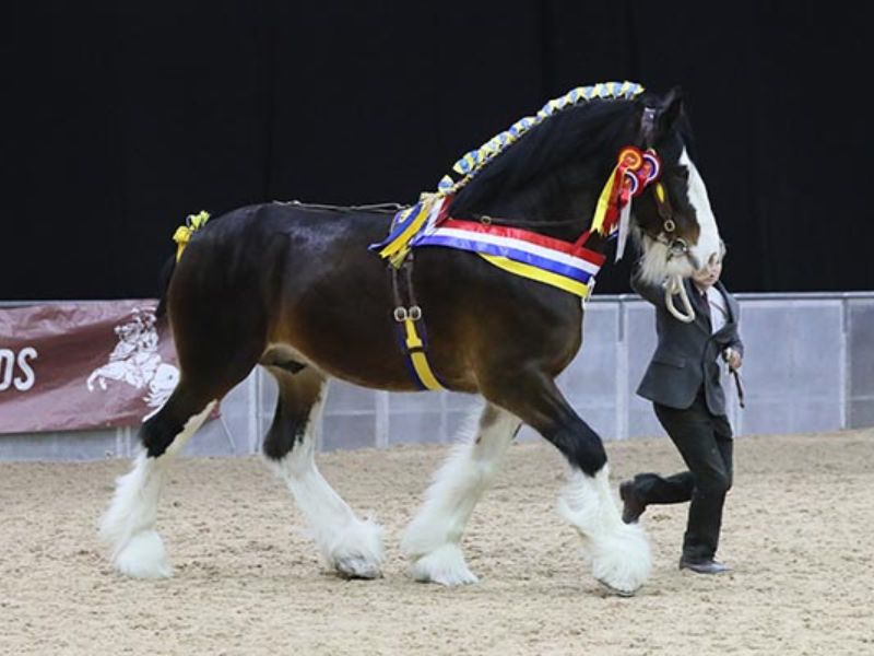 clydesdale horse image