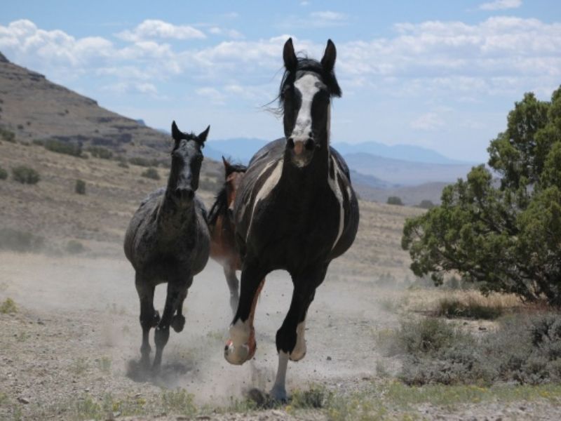 horses adaptation photo