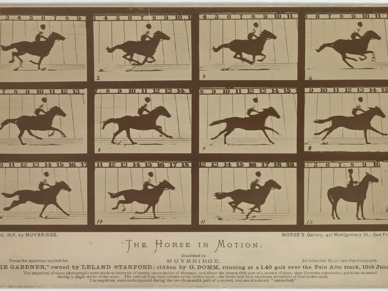 horse hooves adaptation image